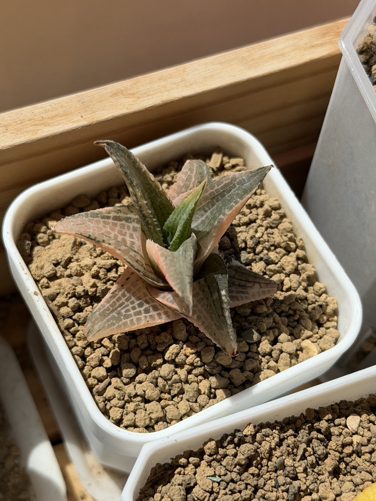 Haworthia tessellata Mystery Variegated(short leaf), Same as pic (1.5”)