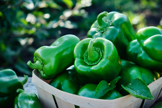 100 California Wonder Bell Pepper Seeds – Non-GMO, Heirloom