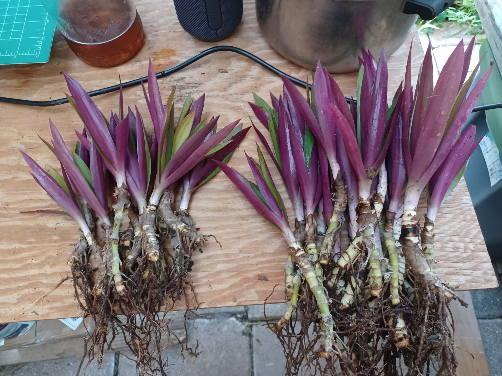 10 Bare root Dwarf Oyster Ready To Plant In A Terieum Chem Free