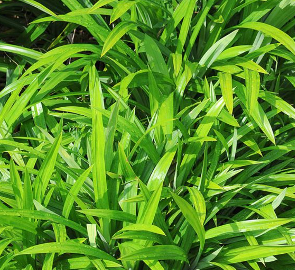 Live Pandan Plants – 8-12″ Tall – Bare Roots – No Pot – Healthy – No Ship to CA