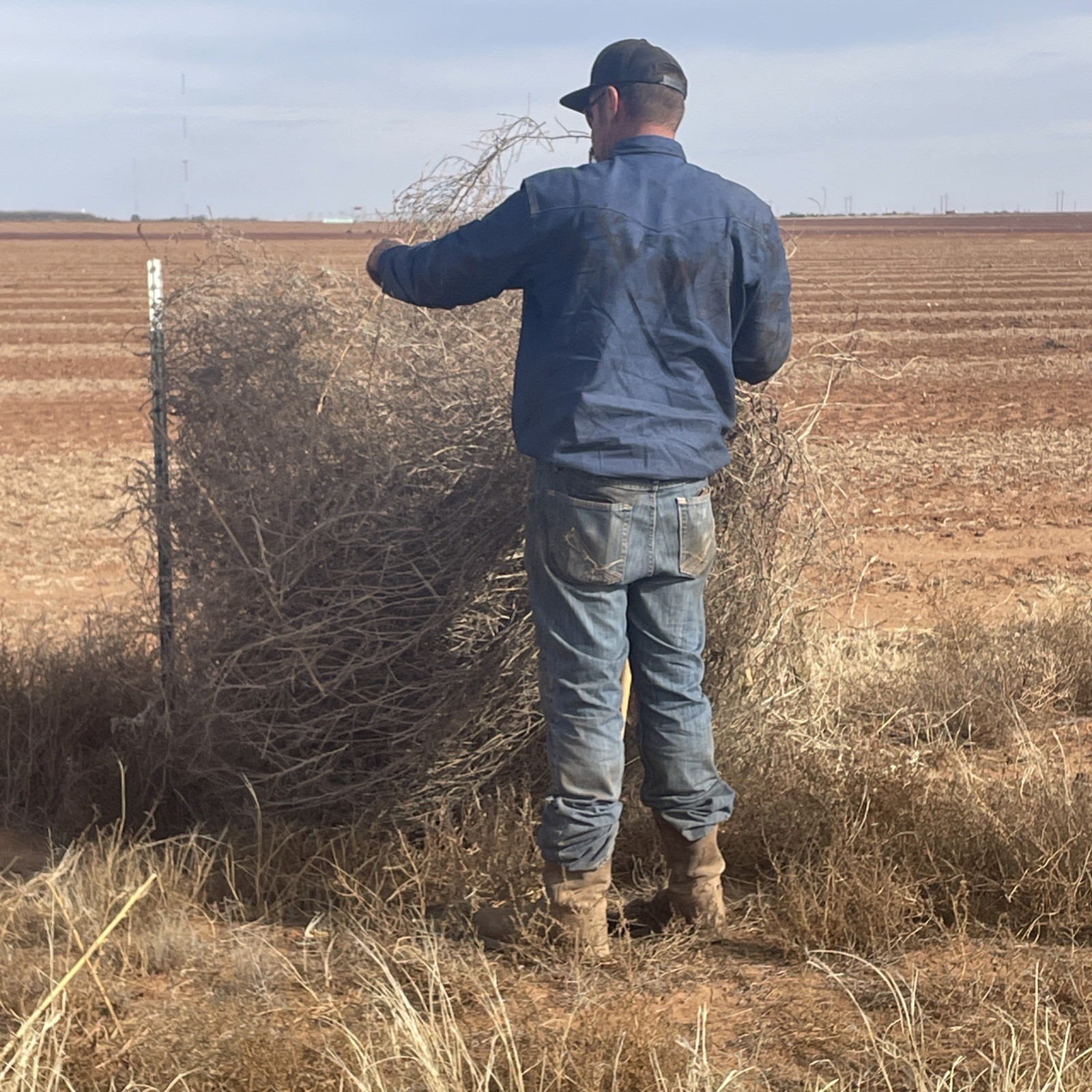 West Texas tumble weeds. Fresh rolled and rounded.
