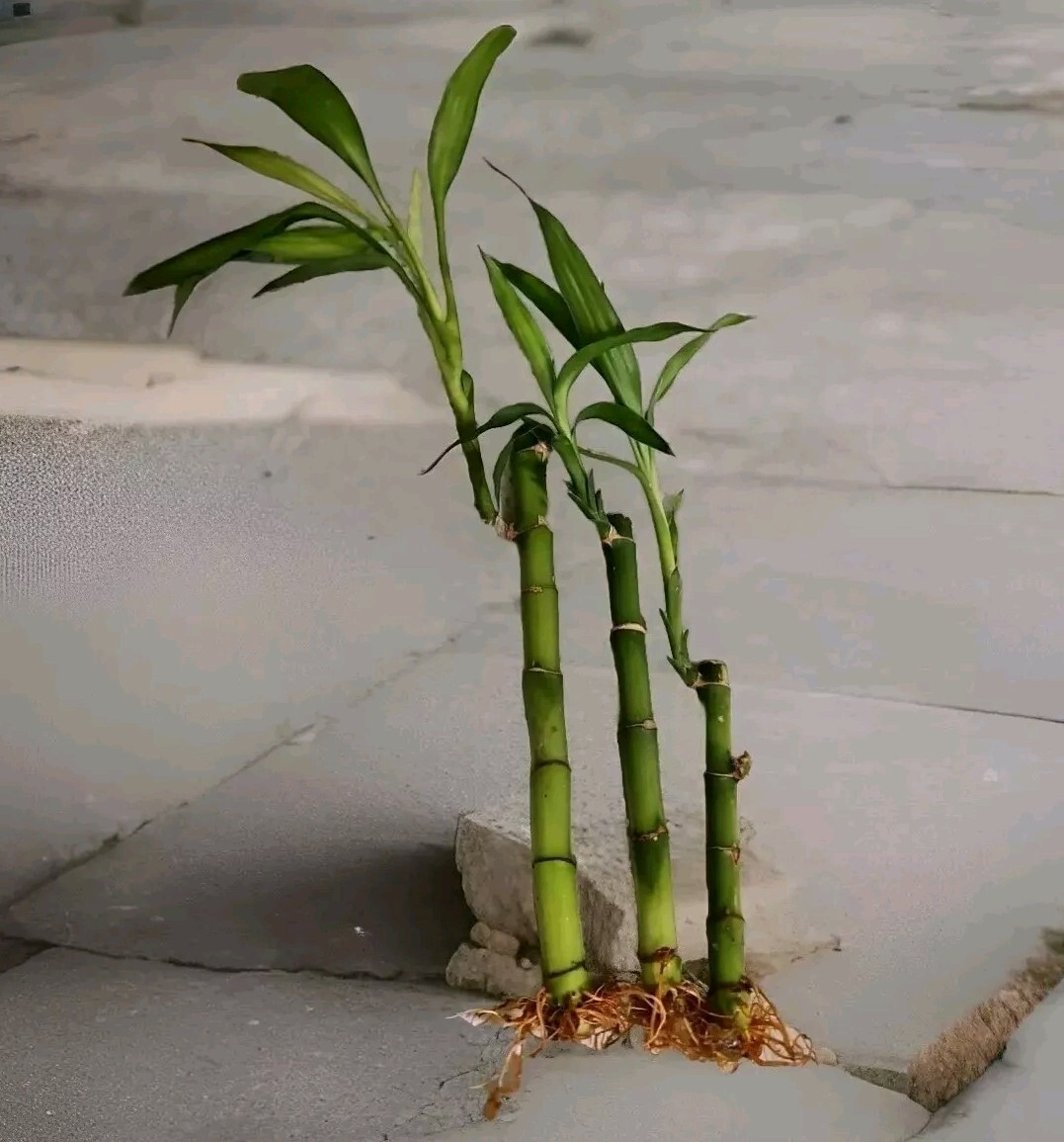 4″ 6″ 8″ Lucky Bamboo Plants – 3 Stalks, Feng Shui, GIFT