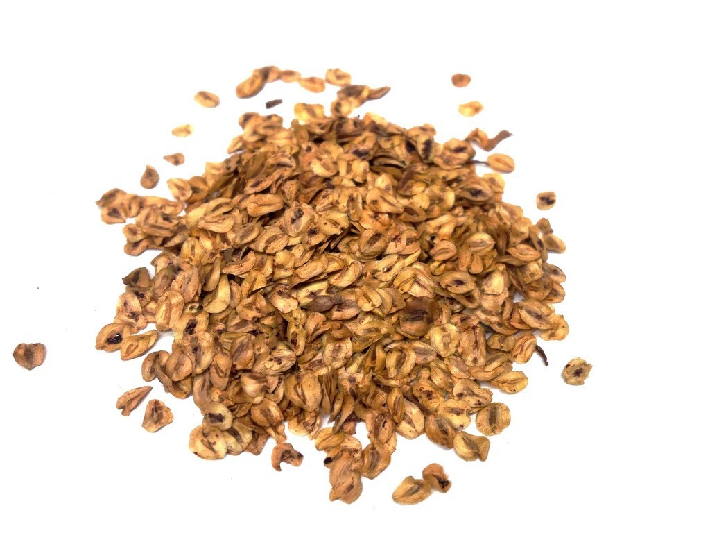 Dawn Redwood Seeds 50 Fresh Harvested 2025 – Fast Growing Metasequoia glyptostr