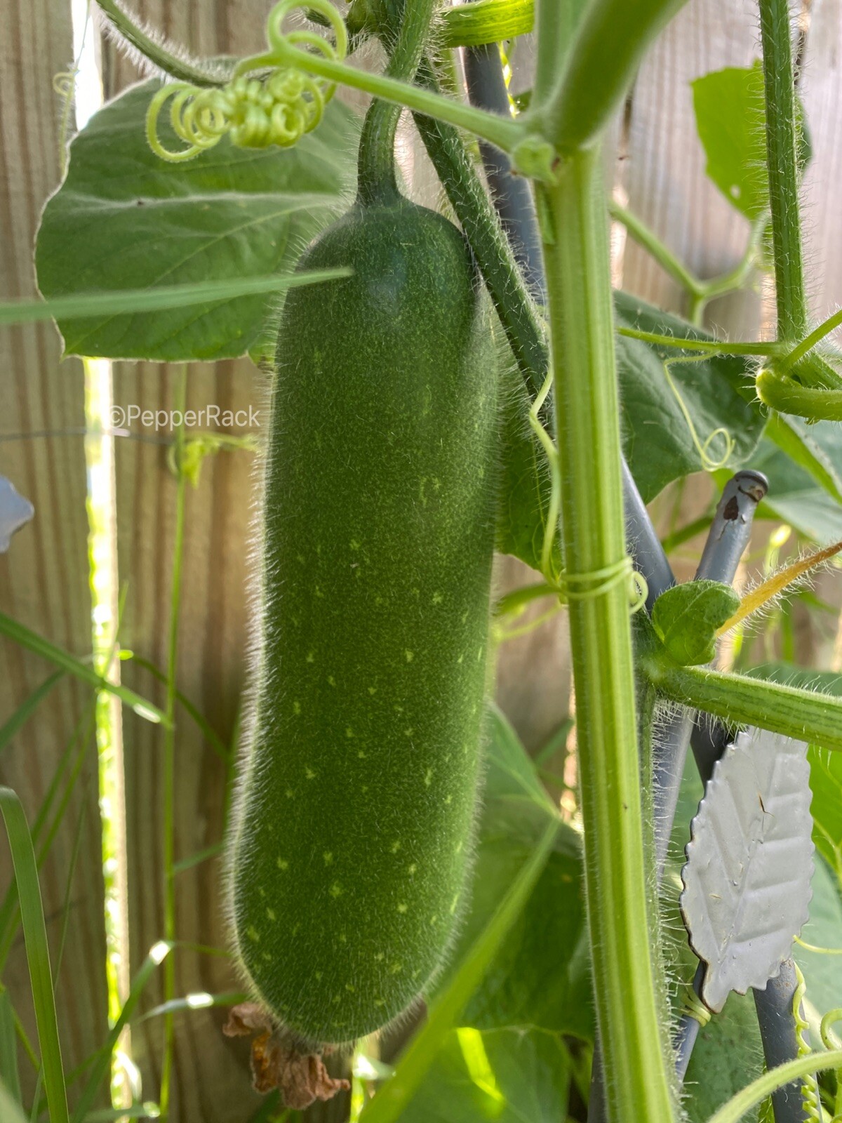 RARE✿ Heirloom Miniature Wax Melon/Mo Gwa/ Jie Gua 10 Seeds