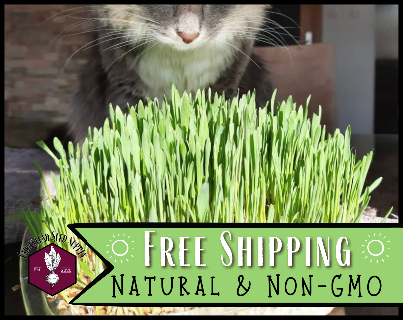 625+ Wheatgrass Seeds [Hard Red Winter] Vegetable Gardening, Heirloom, Non-GMO