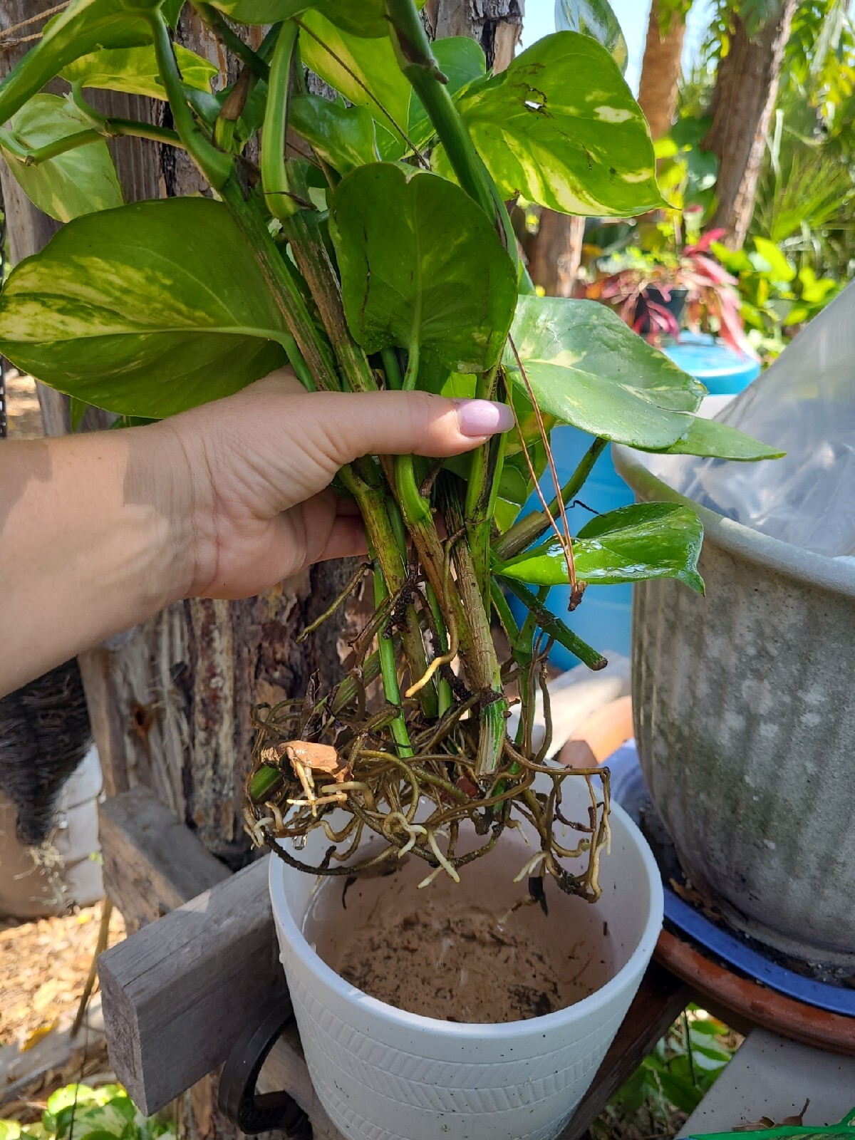 GIANT Variegated Golden Pothos Climbing hawaiian 3 node rooted cutting