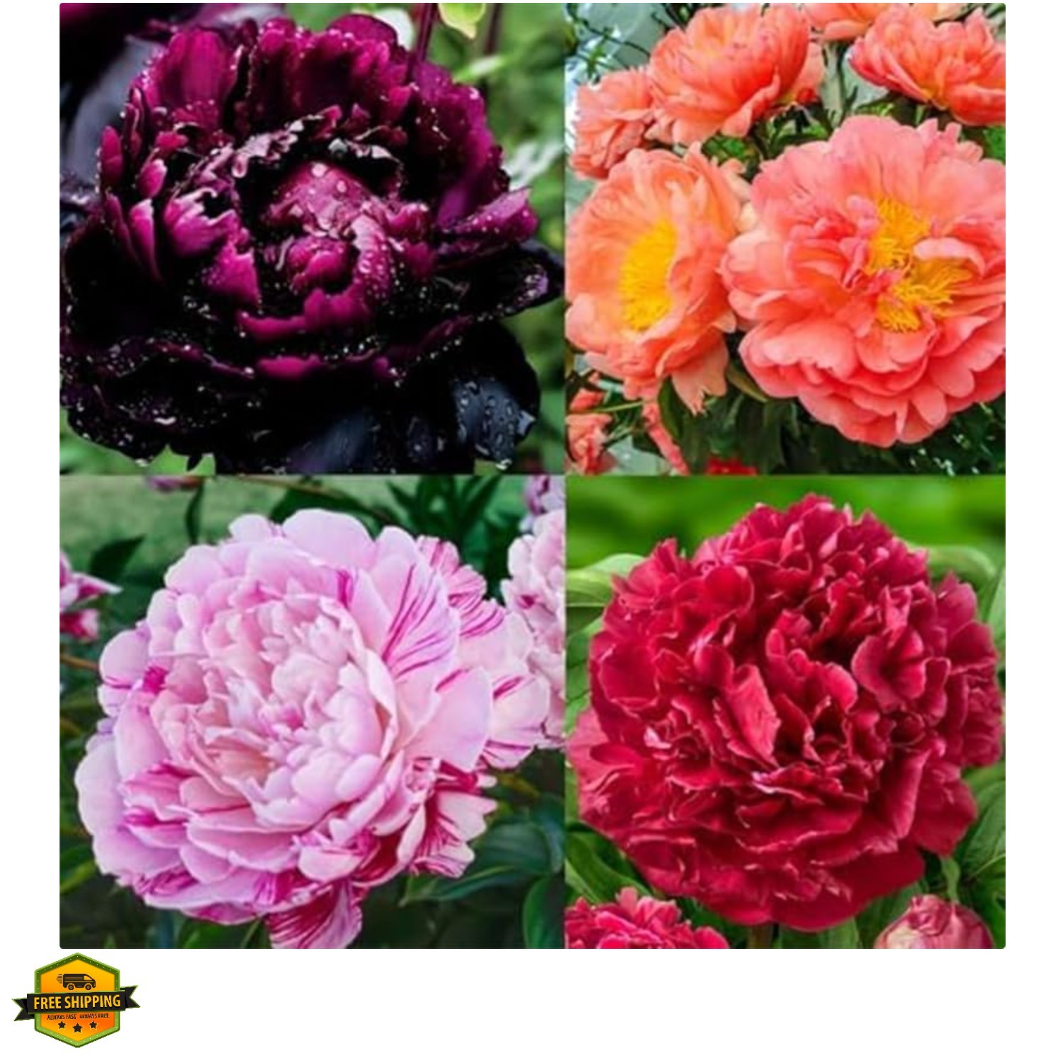300+ Perennial Peony Flower Seeds for Planting Outdoor-Attracts Bees&Butterfl…