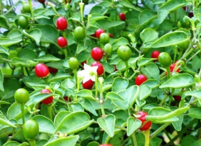 20 Classic Fresh Hot Chiltepin Premium Pepper Seeds-A 19