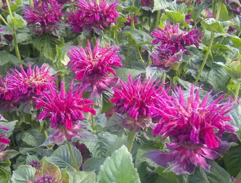 100 Fireball Bee Balm Seeds Flowers Seed Bloom Hummingbird Flower Seeds US 1330
