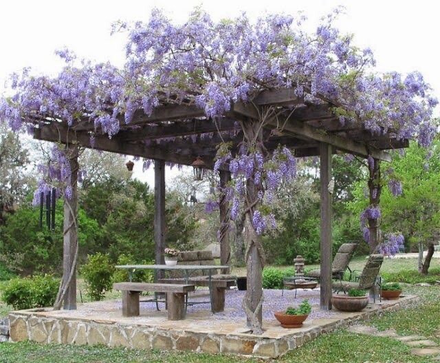 Blue Rain Wisteria seeds, high quality seeds with detailed growing instructions