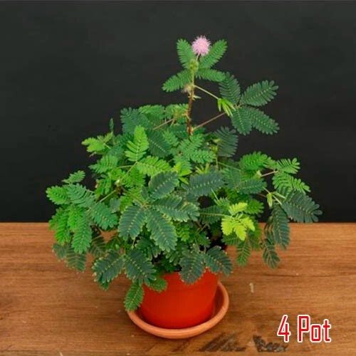 Mimosa Pudica Live Sensitive Unusual Tropical Pink Flowering Plant In 4” Pot
