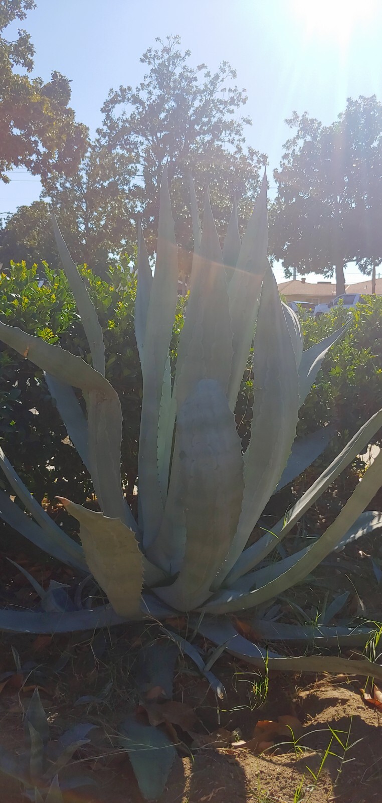2 Live Plant Agave Succulent plant Bare Root (4 inches to 6 inches per each)