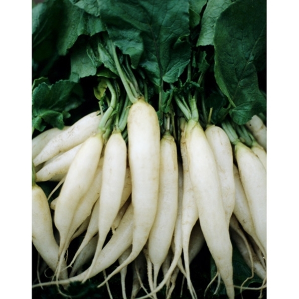 Radish Seed: White Icicle Radish Seeds FRESH SEED FREE Shipping!