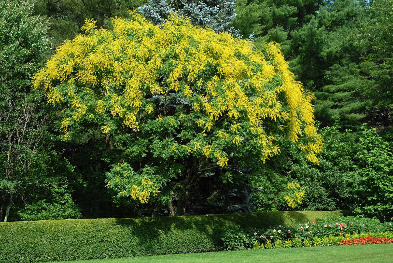 Golden Raintree, Koelreuteria paniculata, Tree Seeds