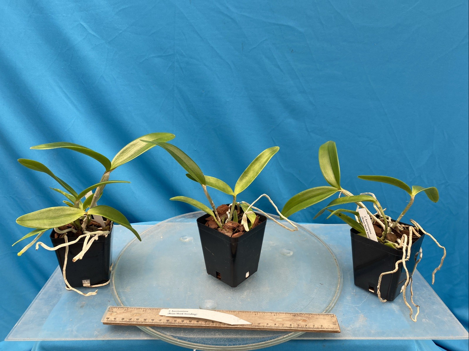 Cattleya harrisoniana Pink White NBS Summer Bloom Seedling Orchid Species 4” Pot
