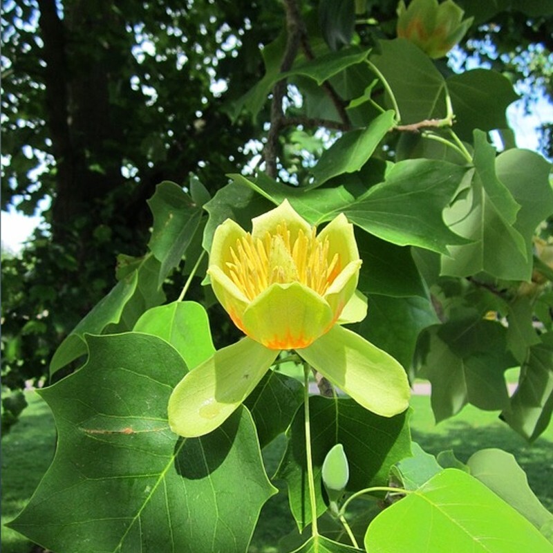 Live 1yo+ Tulip Poplar Tree Well Rooted Plant in varies pot size – Native Tree