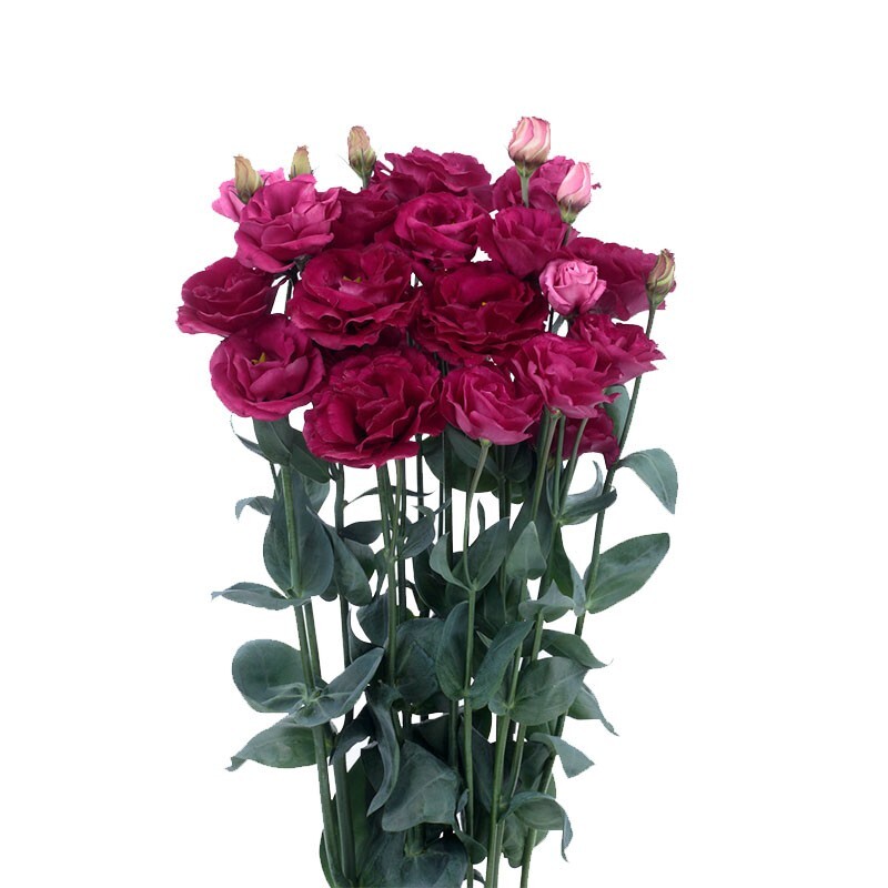 Lisianthus Live Plant, Healthy Starter, Mother’s Day Edition
