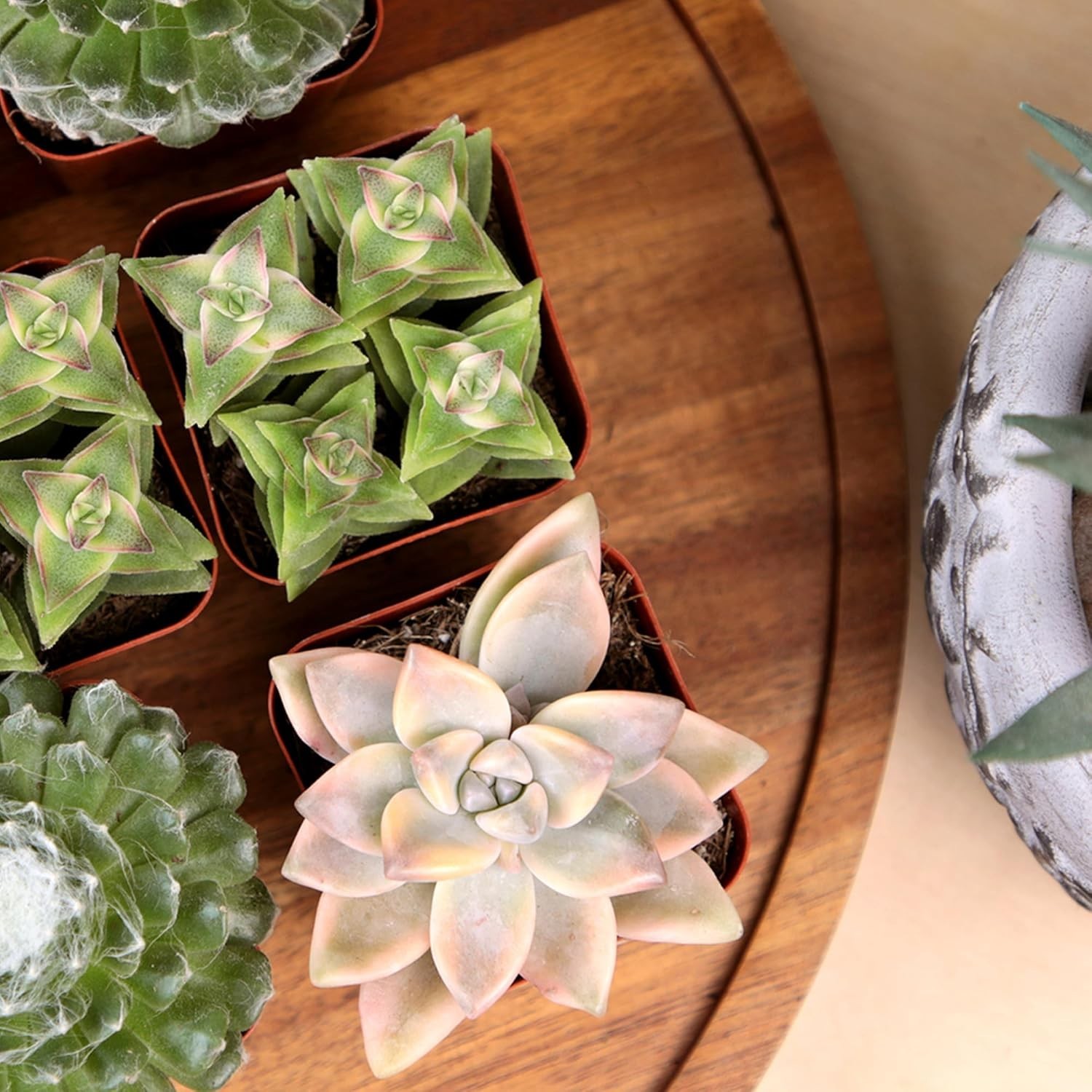Set of 6 Potted Succulents Live House Plants Indoor Garden Decor