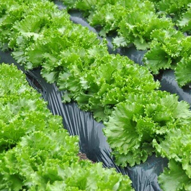 1000 GRAND RAPIDS LETTUCE SEEDS ~ heirloomseedguy ~ 2026 ~ NON-GMO