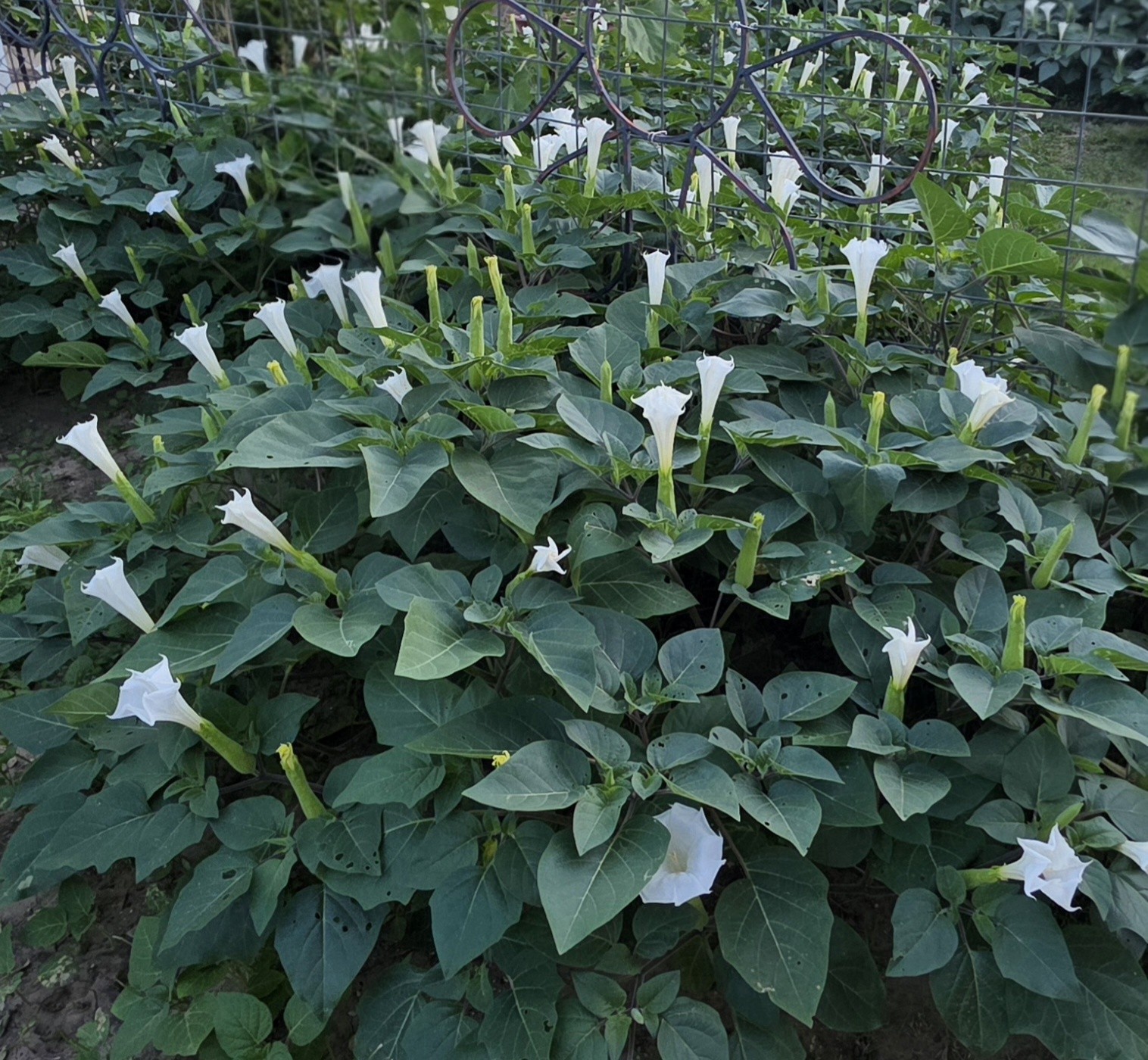 Datura wrightii plant seeds moonflower bush type flowers