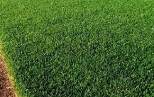 New LINN PERENNIAL RYEGRASS SEED Fast Germination Sun & Shade Wide Adaptation
