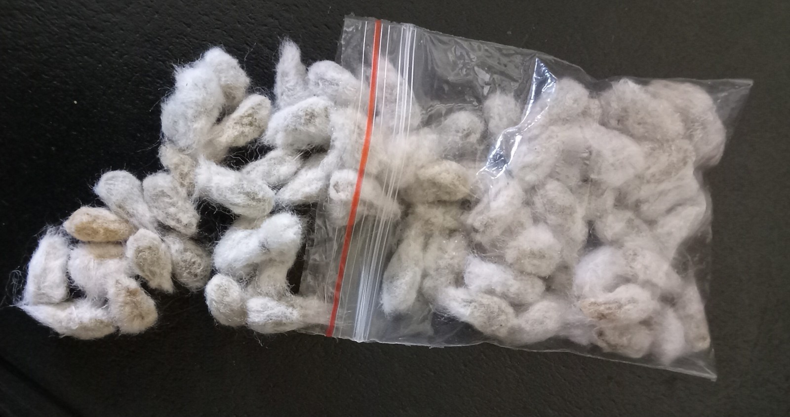 50+ Organic Cotton Seeds From South Carolina Cotton Fields Ready To Be Planted