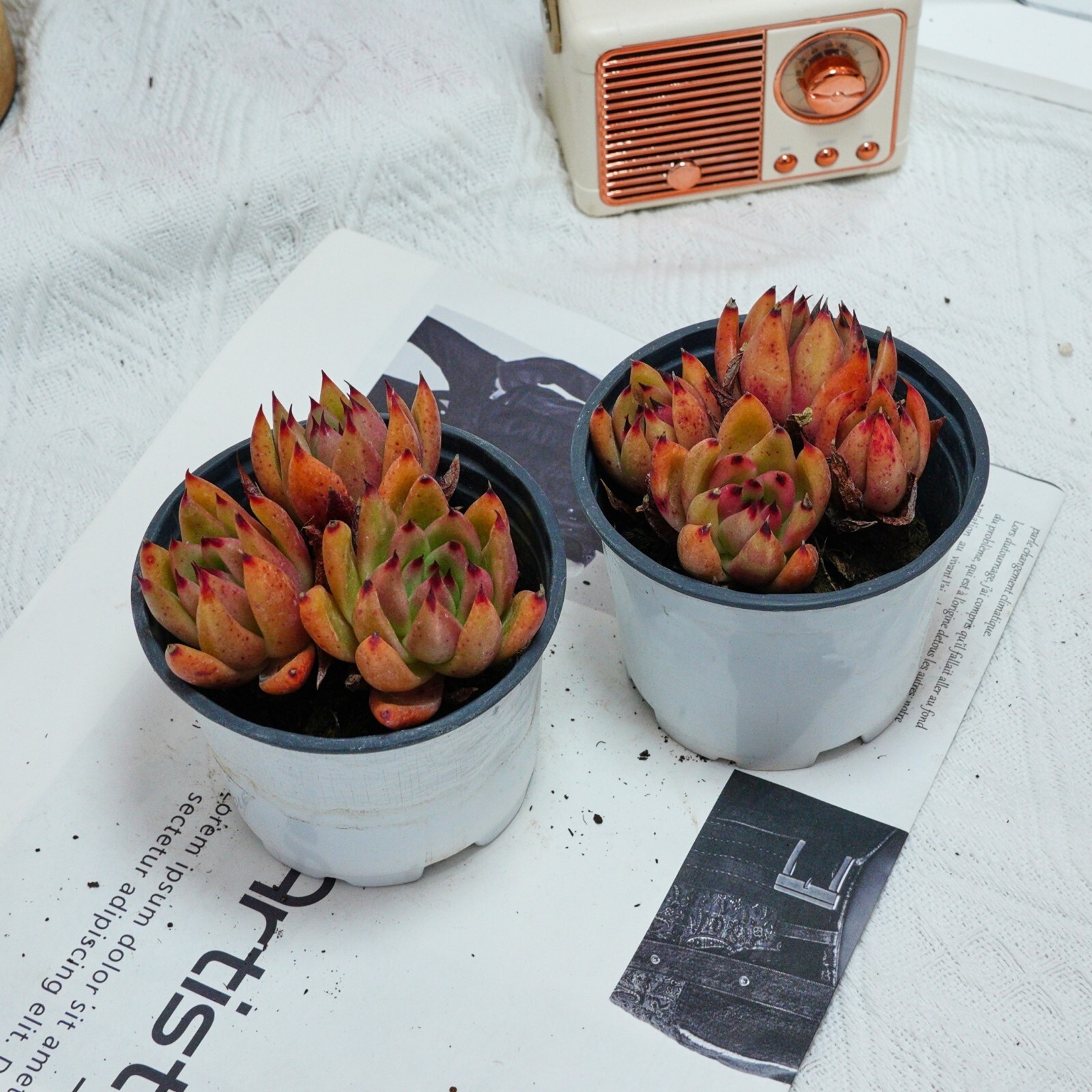 4” Echeveria Red Umbrella, Live Succulent Plants,Rare Plants