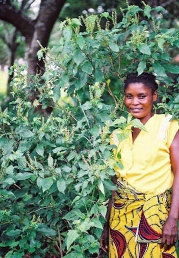 Ocimum gratissimum | West African Wild Clove Basil | 50_Seeds