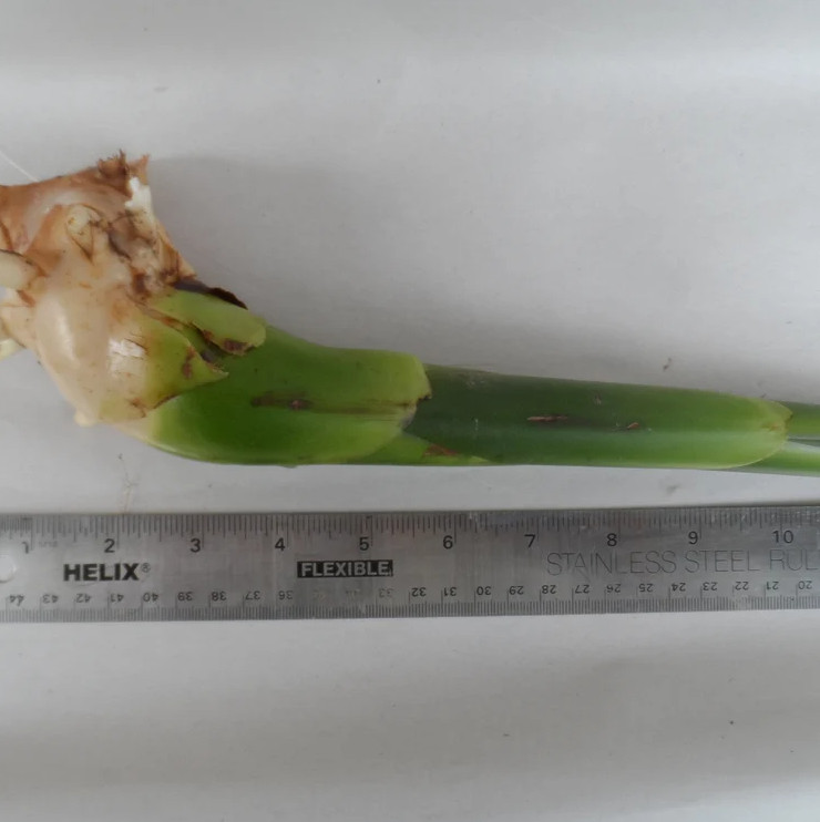 2 White Torch Ginger Plants with Rhizomes Etlingera Elatio Ginger Lily Well Root
