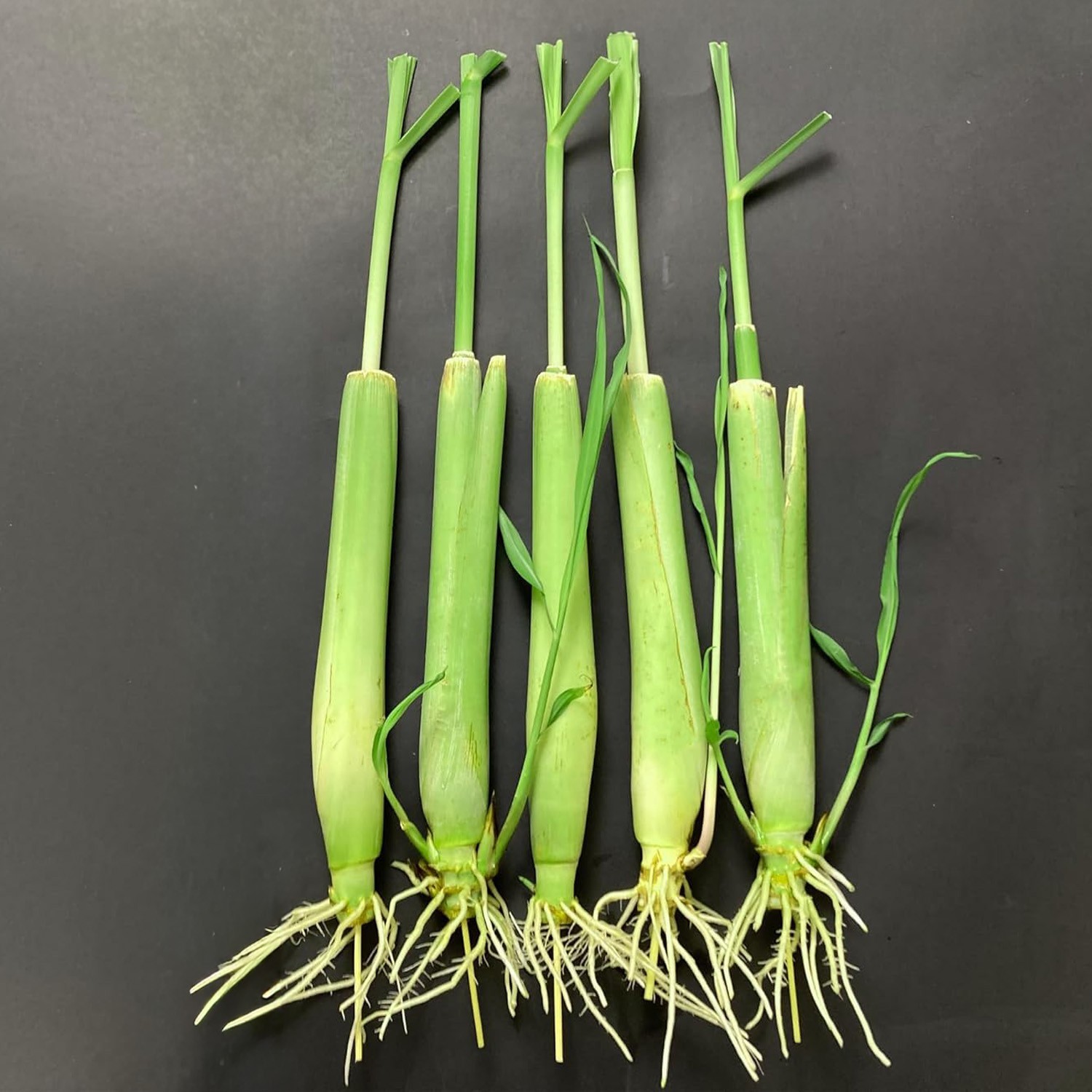 5 Pack Lemongrass Live Plants – 12″ Tall – Natural Mosquito Repellent Stalks