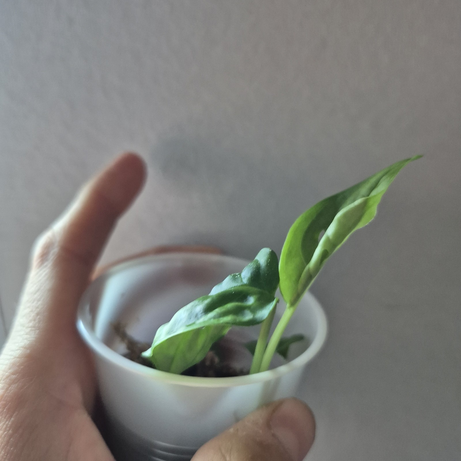 Monstera Adansonii – Monstera Swiss Cheese – 2.5 Inch – EXACT PLANT