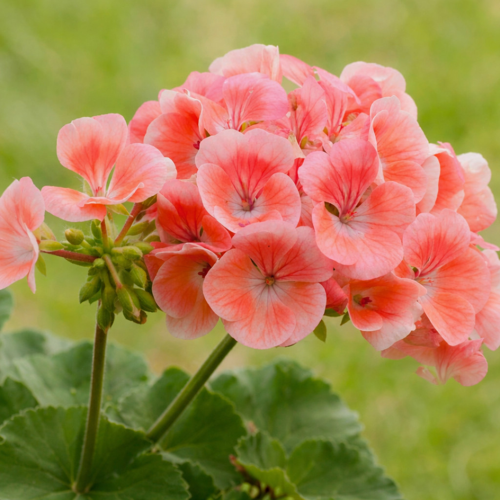 100+ Geranium Seeds -Peachy Keen- Fragrant – Fresh Flower Seeds Non GMO