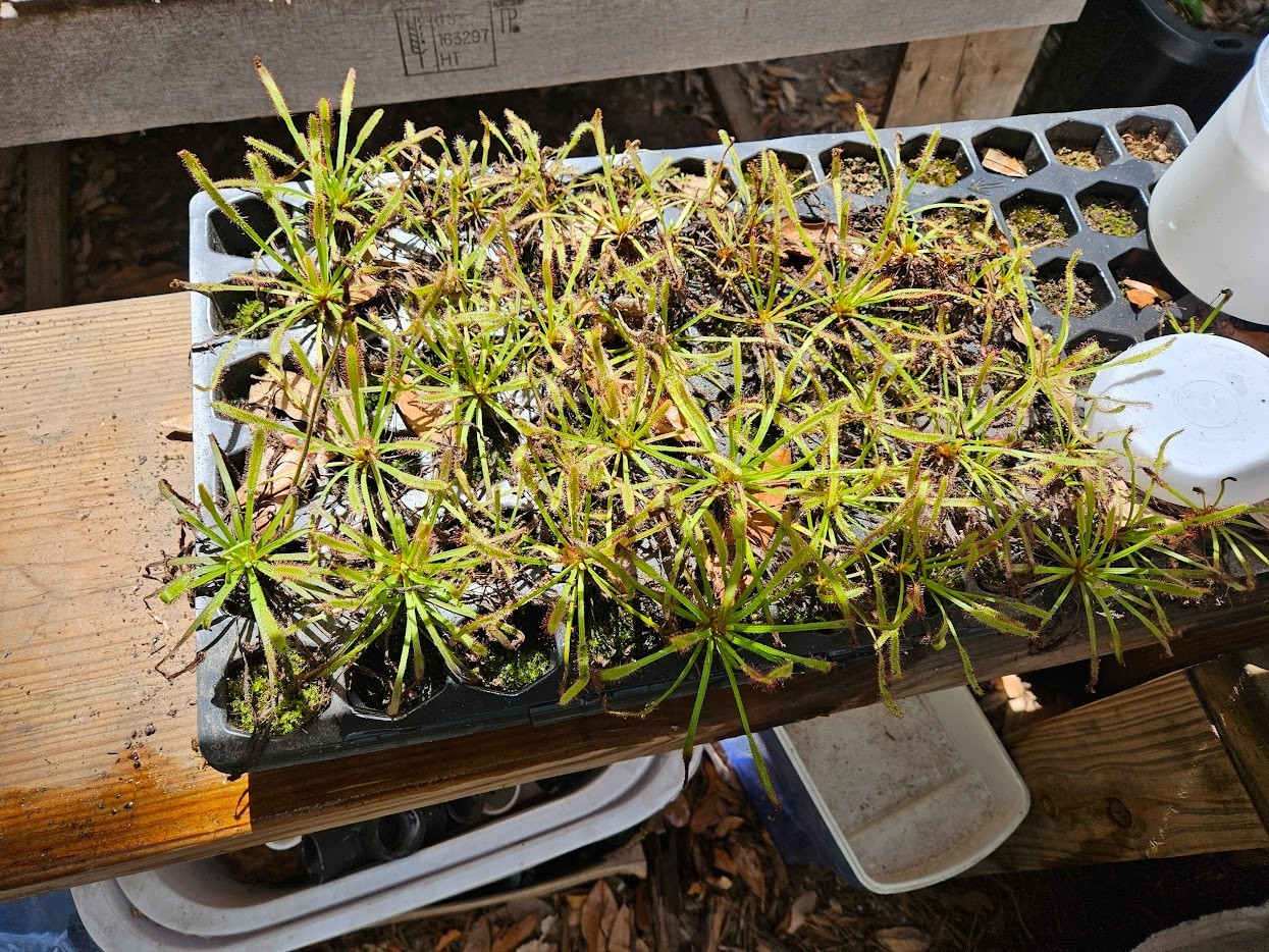 Single live Drosera capensis (cape sundew) potted complete plant kit