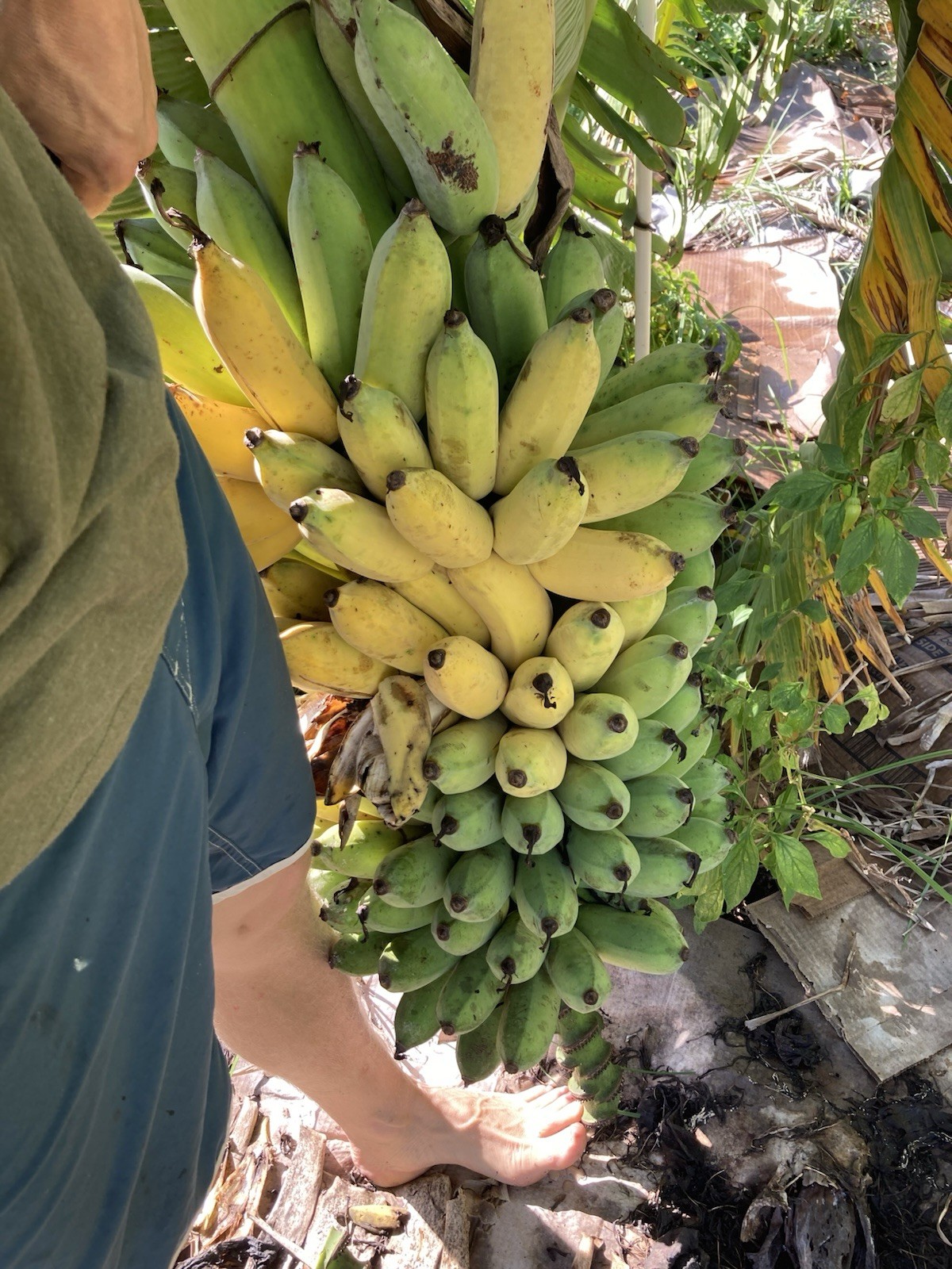 Ice Cream Banana Dwarf Namwah Blue Java Live Plant guaranteed bananas