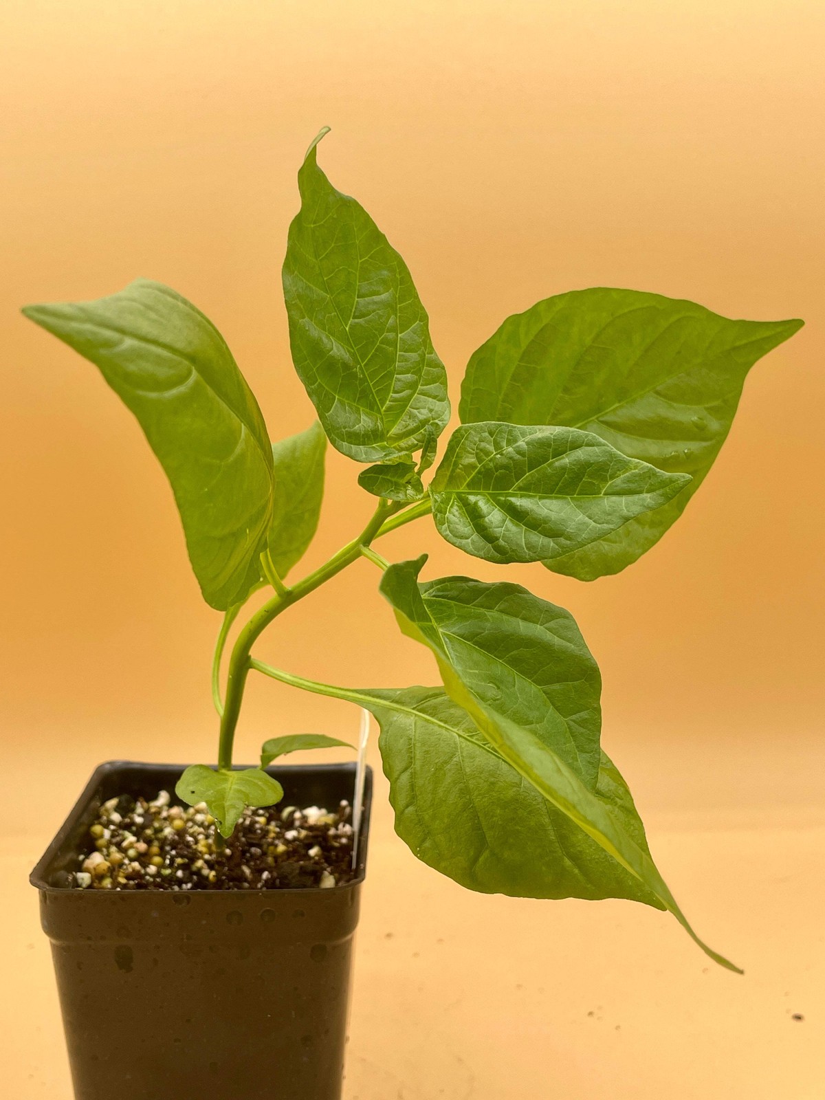 Carolina Reaper Pepper Live 3″ Starter Plant – Capsicum Chinense – Super Hot!!!