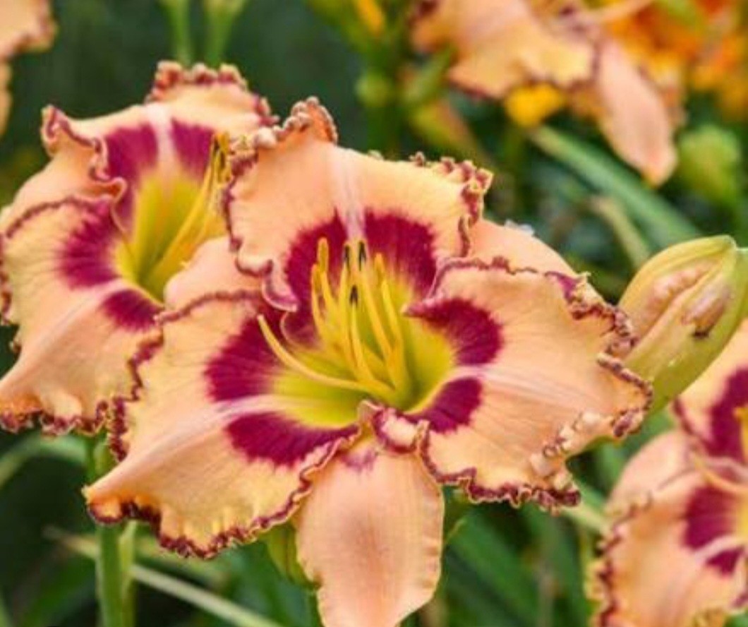 Rainbow Rythm King Of Ages Daylily
