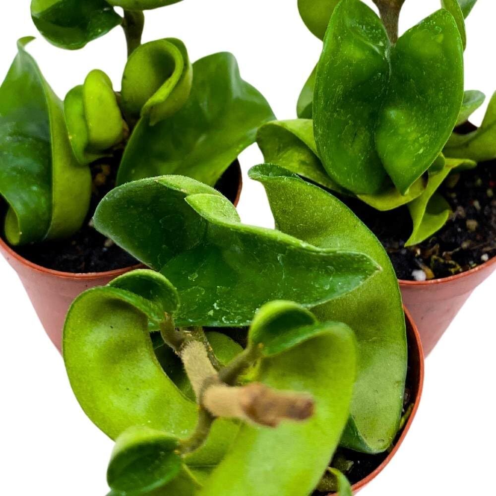 Hoya Green Hindu Rope 2 inch Set of 3 Crinkle Wax Plant Porcelain Flower Tiny Mi