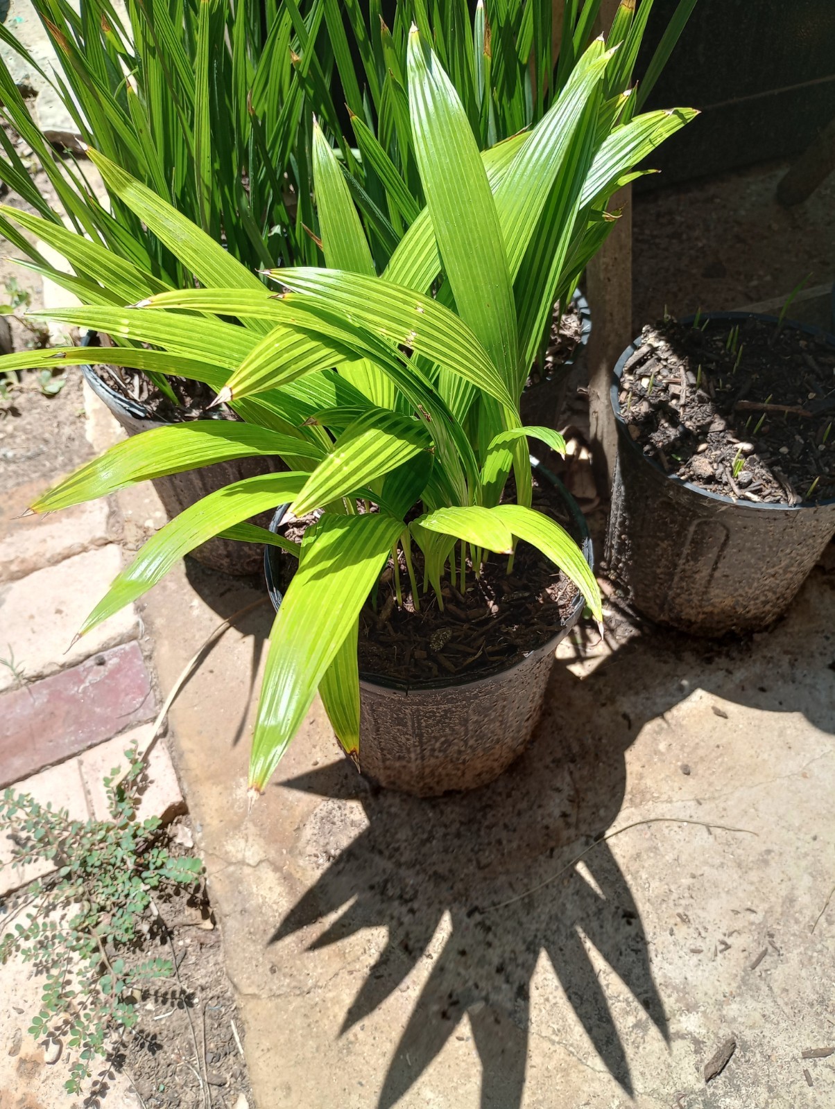 5- Livistona chinensis Chinese Fan Palm Seedings