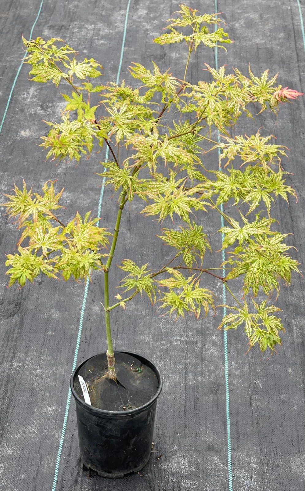 Acer palmatum ‘White Peaches’ (White Peaches Japanese Maple)