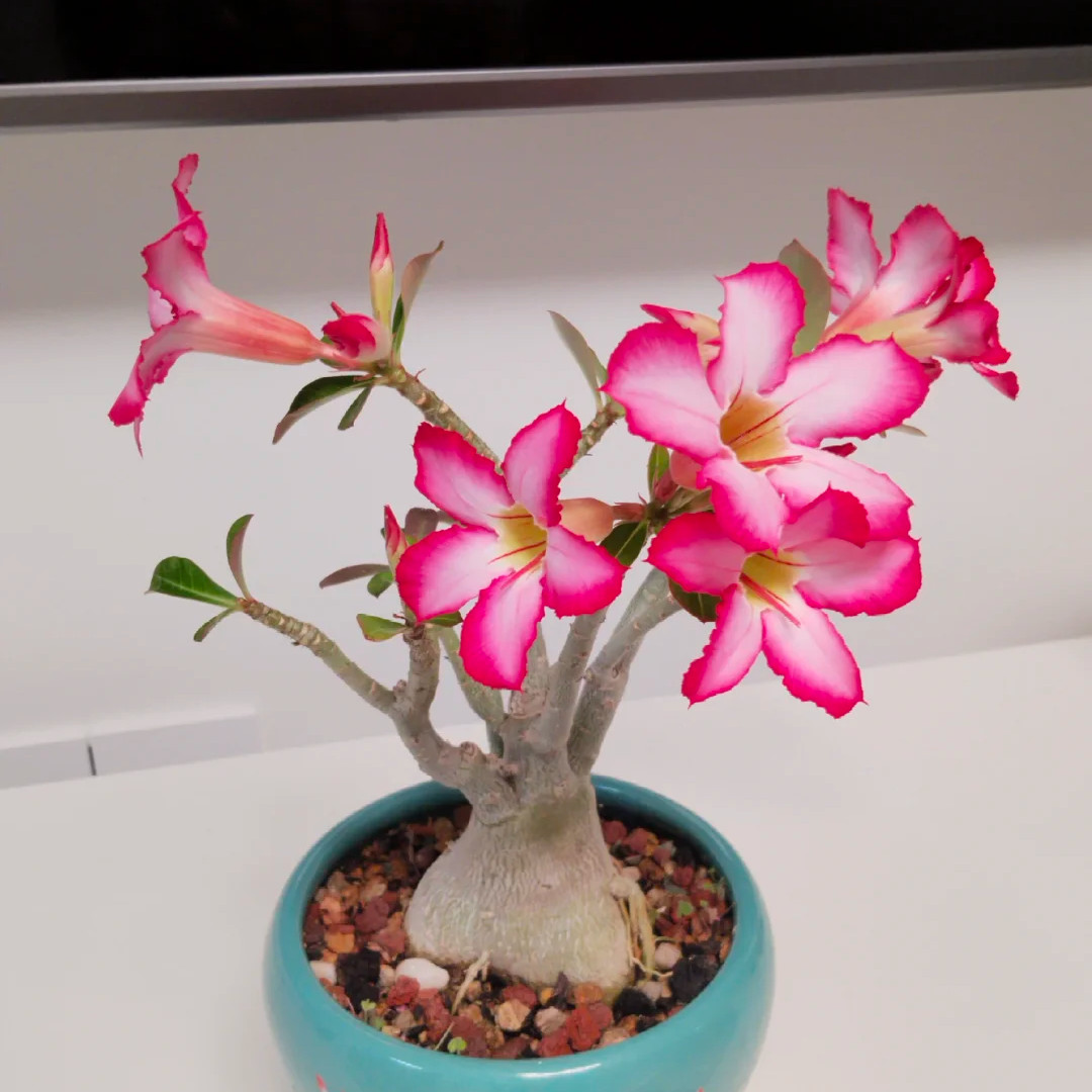 Rooted Bare Root Desert Rose, Easy Growing Indoor Patio Potted Decor