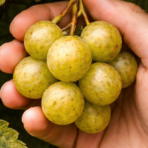 Early Fry Muscadine Grape Vine – Bare Root Live Plants – 2 Year Old Bare Root