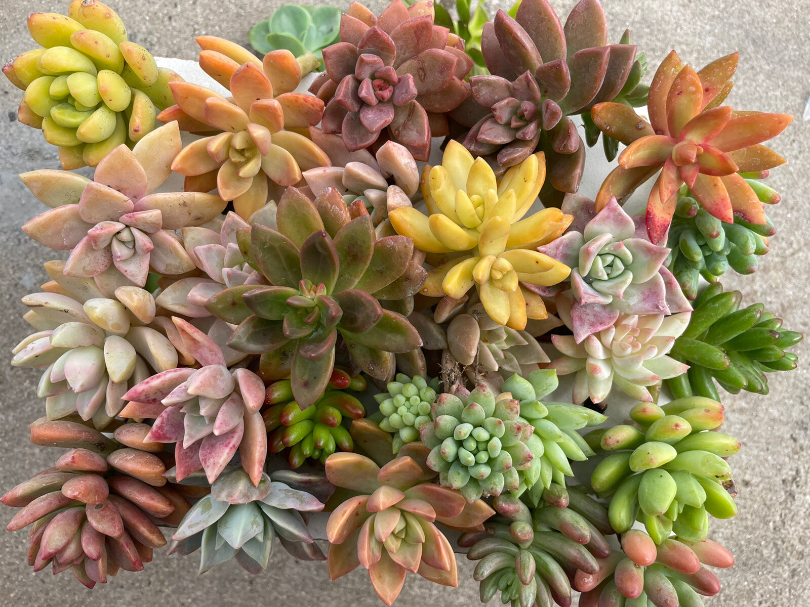 30 colorful cutting succulents (pink, Red,Yellow Orange, Burgundy, Pastel,green)