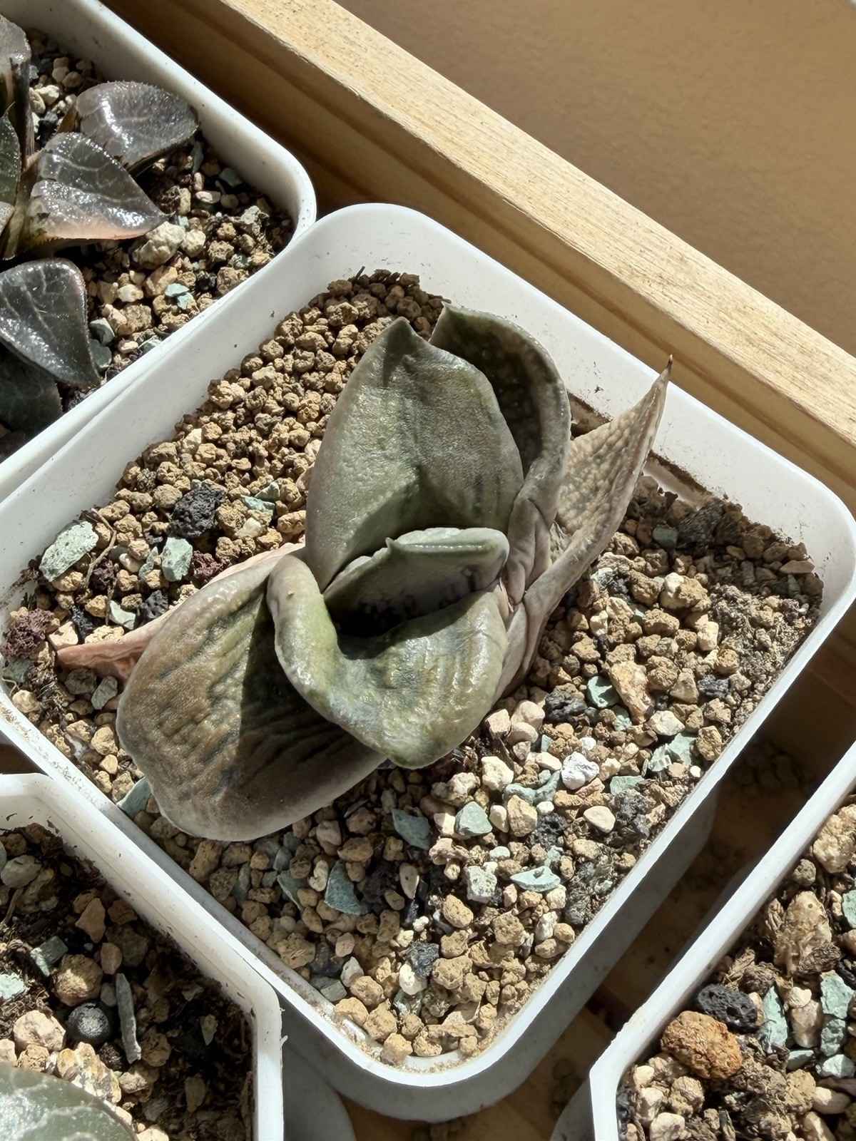 Gasteria armstrongii Hybrid, Live Plant, Same As Pic (2 inches)