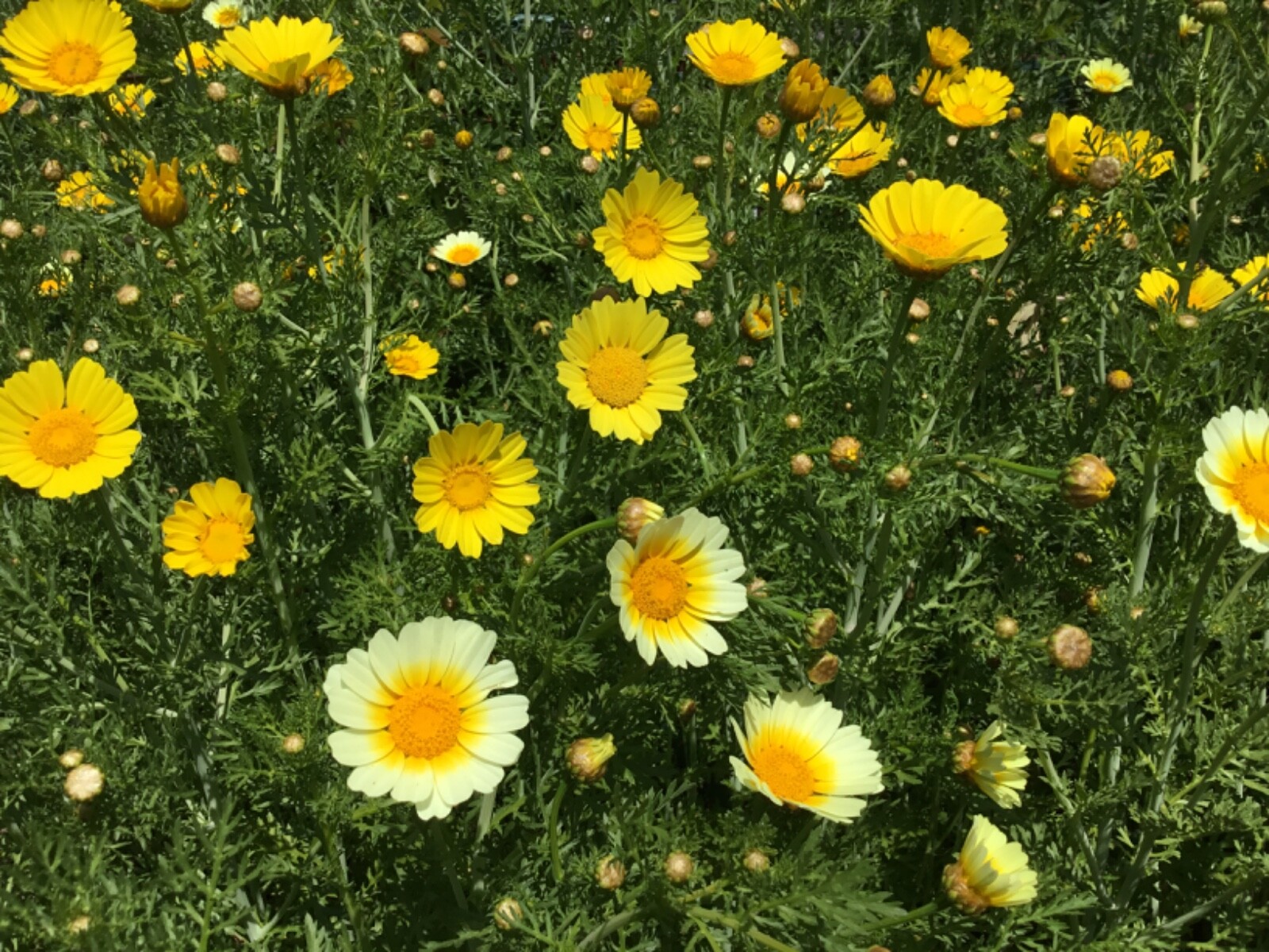 Sunshine Mix Marguerite Painted Daisy no odor packet of 100 seeds