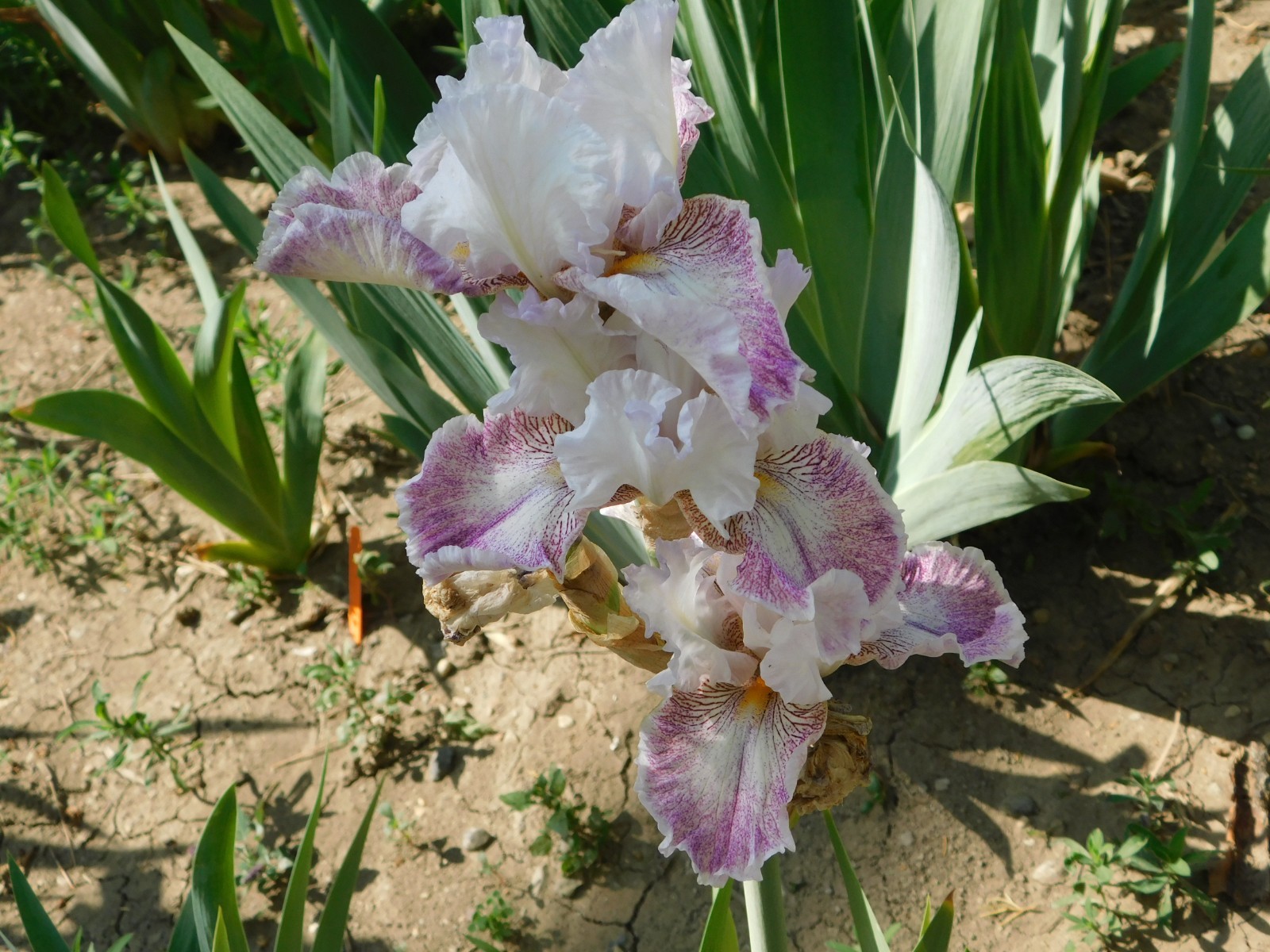 Tall Bearded Iris HI THERE GORGEOUS LOT B Freshly Dug