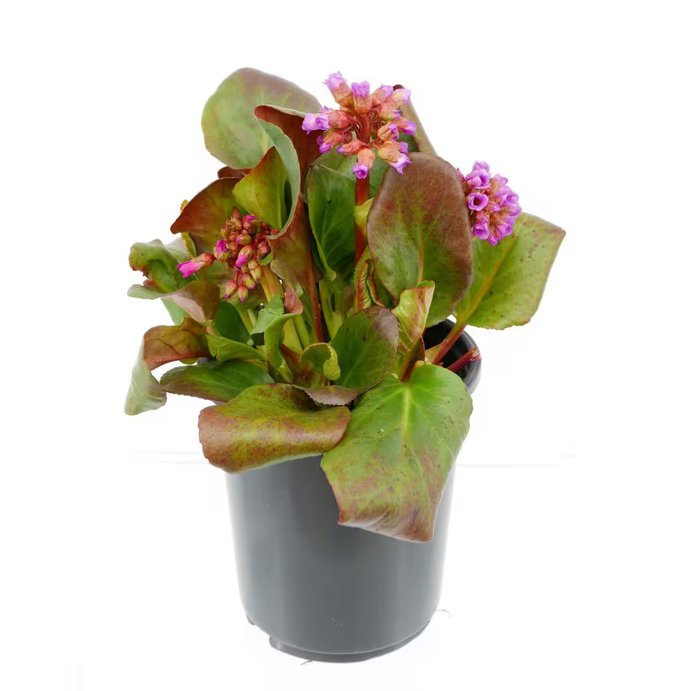 2.5 Qt. Bergenia Perennial Plant with Rose Pink Flowers-1 Pack