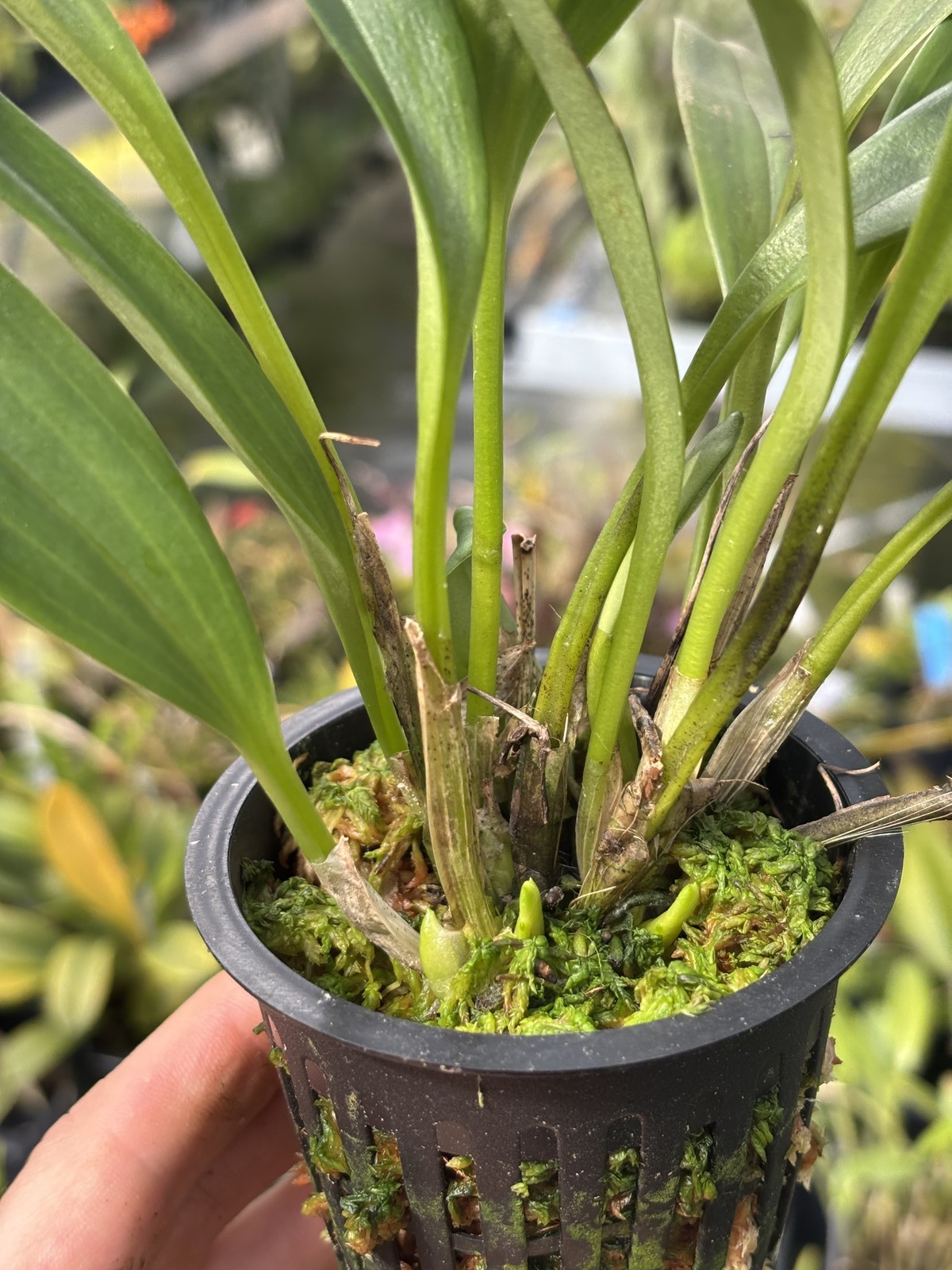 Masdevallia corniculata rare orchid species bloom size in SPIKE