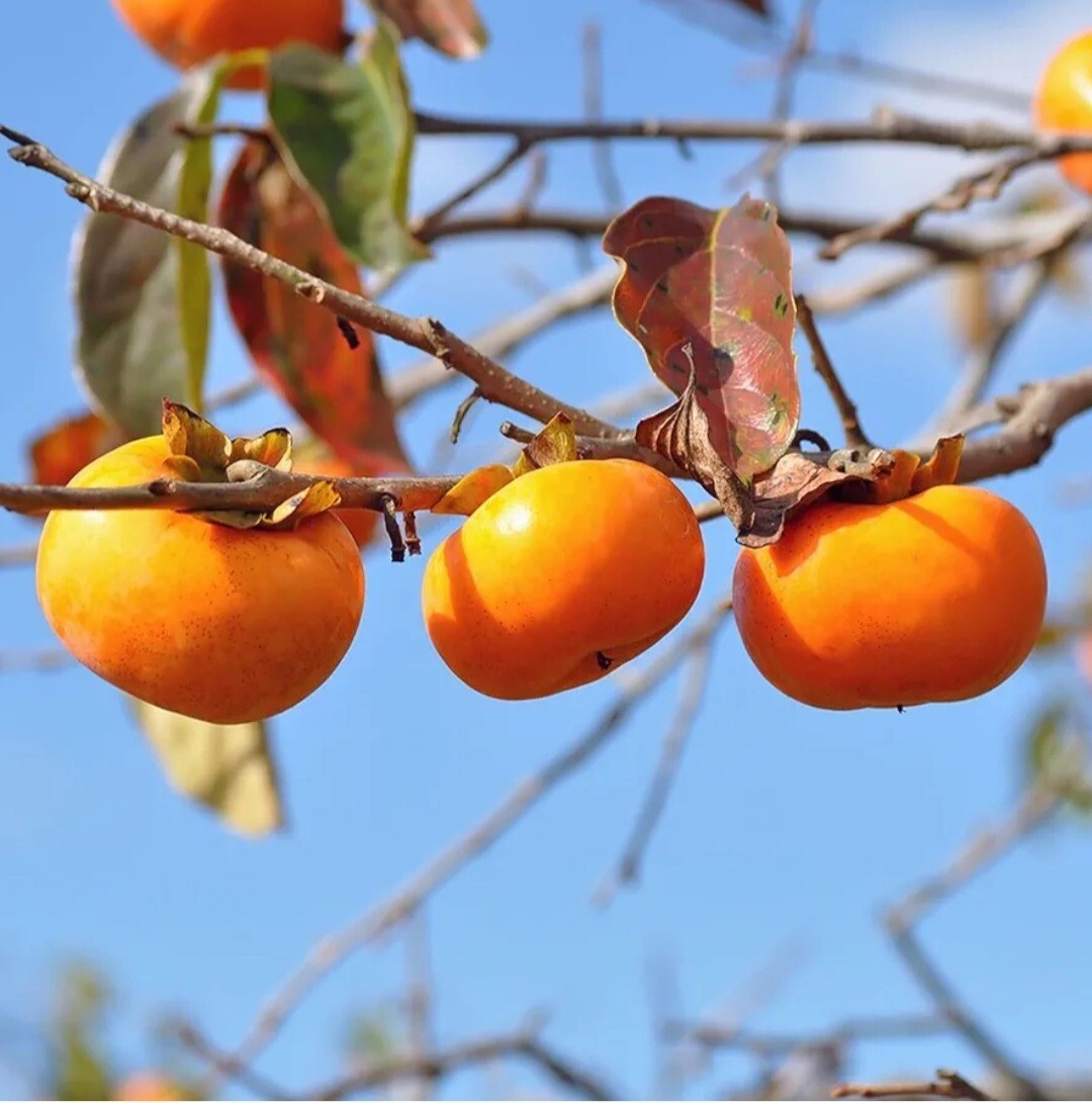 120 Seed Japanese Persimmon for Planting Non GMO Heirloom FuYu Persimmon