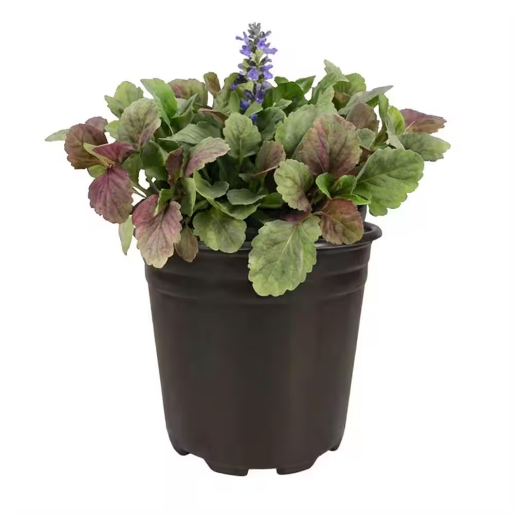 1 Gal. Burgundy Glow Ajuga (Ajuga Reptans) Live Flowering Part Sun Perennial Pla