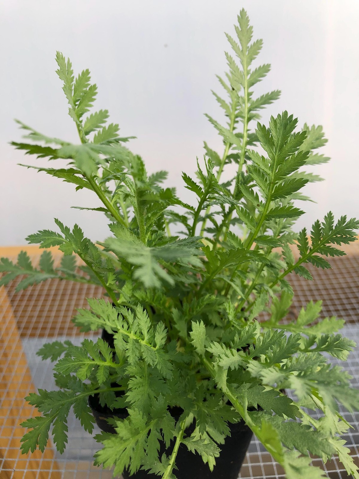Tansy Live Flower Plants – Seedlings/Plugs- 4″- 12″ tall – 30-50 days old
